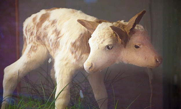 Two headed calf.jpg