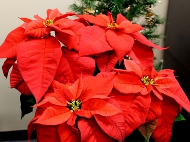 lg-poinsettia