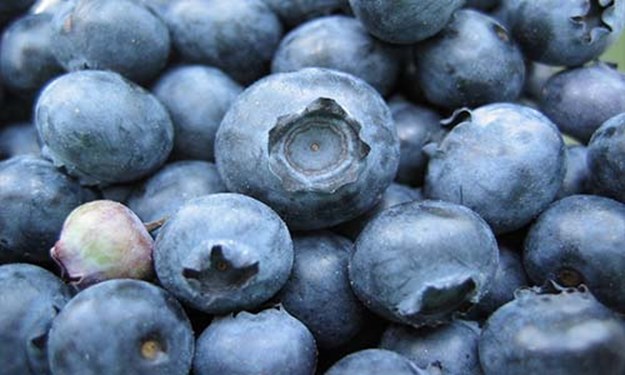 Blueberries resized.jpg