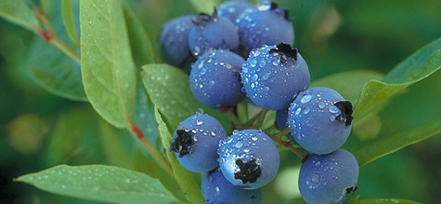 blueberry_dew-Hansen-800.jpg