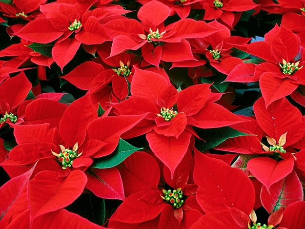 poinsettias.jpg