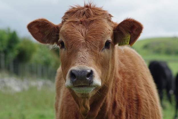 Bull.jpg