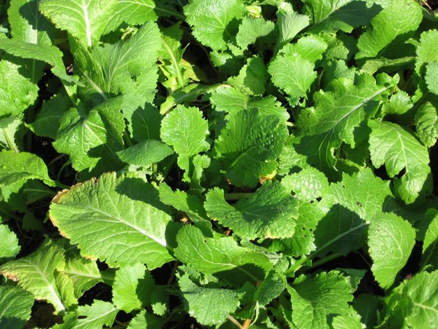 turnip greens.jpg