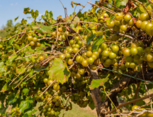 Alcorn’s Center for Conservation Research set to distribute over 10,000 muscadine grape cuttings to farmers
