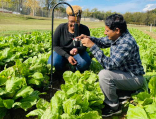 Dr. Emran Ali and his team awarded $6 million grant from USDA to combat vegetable pests