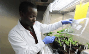 College of Agriculture and Applied Sciences