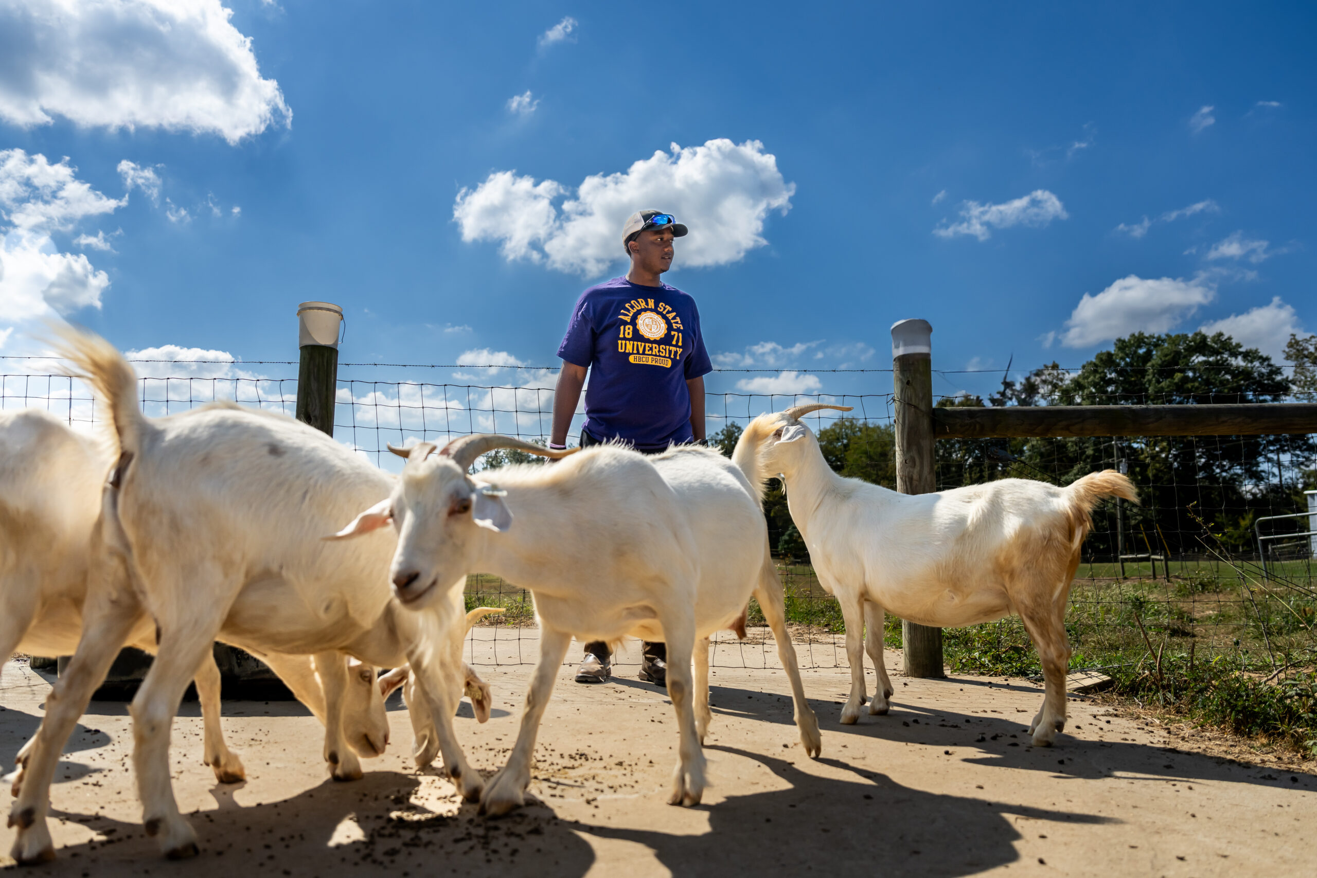 An Alcorn State University student surrounded by four white goats.