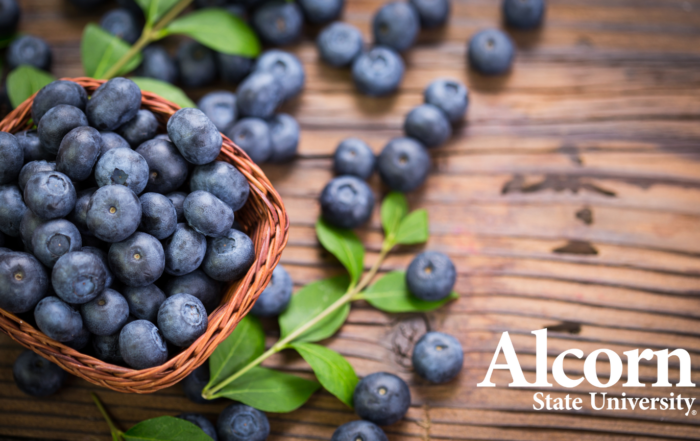 A basket of fresh blueberries with green leaves on a rustic wooden table, with the Alcorn State University logo in the lower right corner.